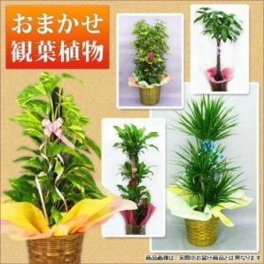 観葉植物種類おまかせ