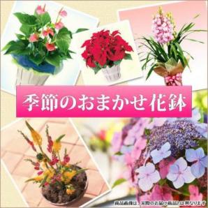 季節の花鉢または寄せ鉢-3000